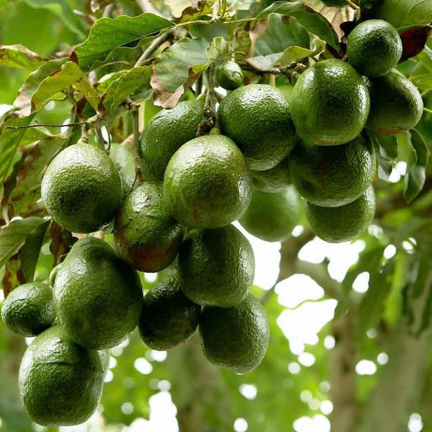 bibit tanaman buah alpukat miki Samarinda
