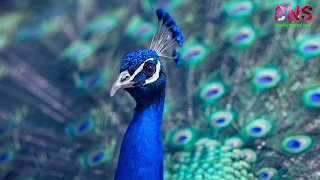 peacock beutiful wallpaper, peacock feather, beutiful peacock Morningpeacock wallpaper photo,  peacock wallpaper for walls,  peacock wallpaper design,  beautiful peacock wallpaper,  peacock feather wallpaper,  peacock live wallpaper,  peacock 3d wallpaper,  5d peacock wallpaper