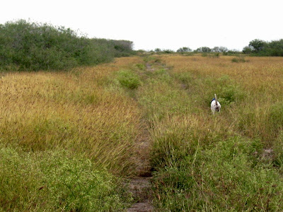 pointer on point in South Texas