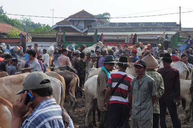 Jonggol Miliki Pasar  Hewan  Terbesar  Se Jawa  Barat 