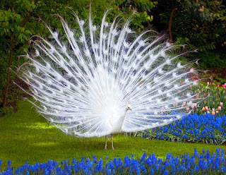 White Peacock Wallpapers