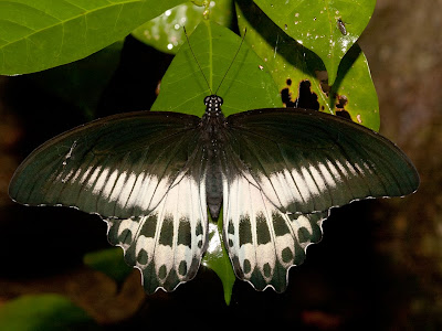 Butterfly Roosting