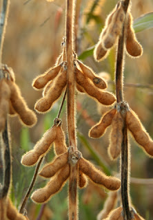 Soybean