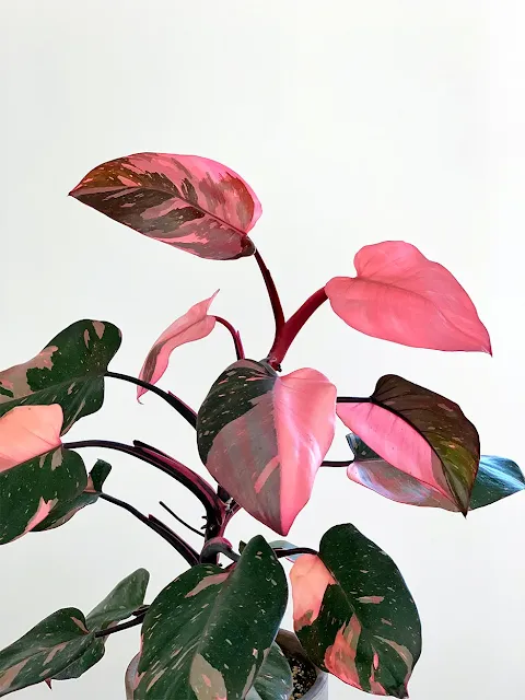 Pink Princess Philodendron