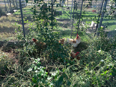 Chickens on a solar sharing farm in Tsukuba, Japan.