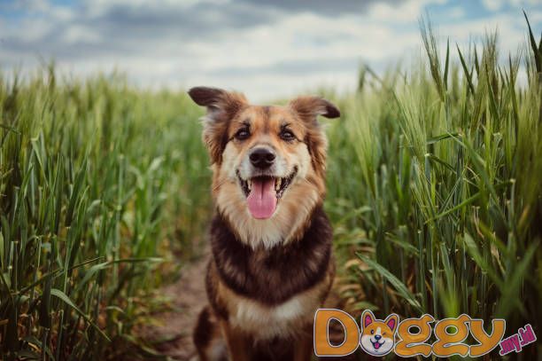 Diet yang Tepat Untuk Anjing Anda