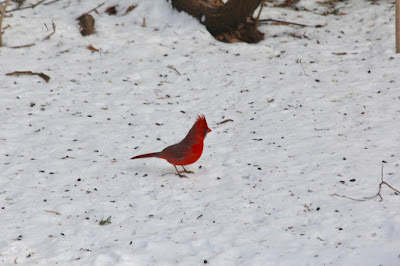 male cardinal on February snow