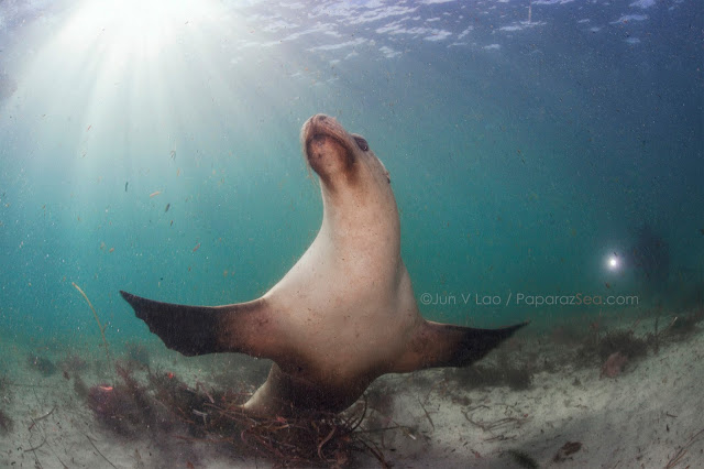 PaparazSea, Scuba Diving, Australia, Underwater Photography