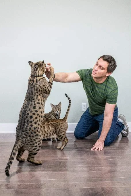 Powers and his overweight world record holding F2 Savannah cat