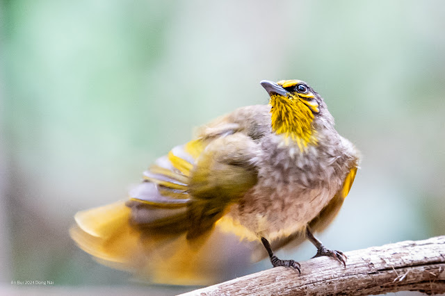 An Bui 2024 Dong Nai - Stripe Throated Bulbul (Bông lau họng vạch)