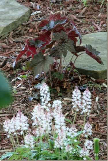 PurplePalace_2Heuchera