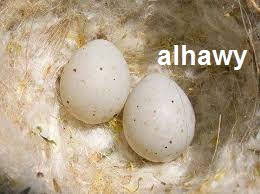 بيض طائر الحسون