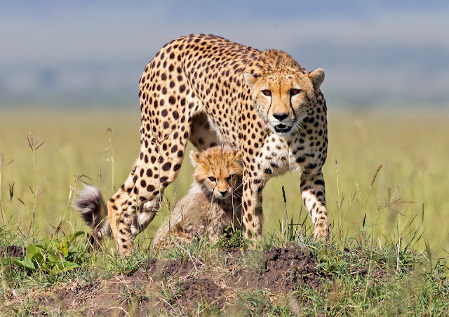 Cheetah Images