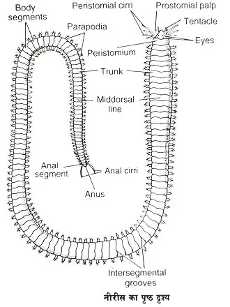 नीरीस अर्थात् निएन्थीस (Nereis OR Neanthes):वर्गीकरण, लक्षण, चित्र का वर्णन|hindi