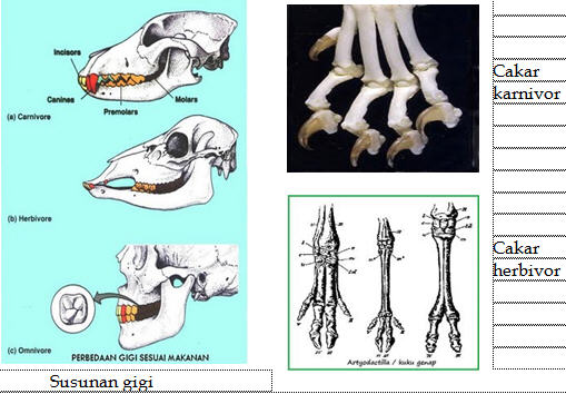 Gambar Media Pembelajaran Sd Mengenal Karnivora Fungsi 