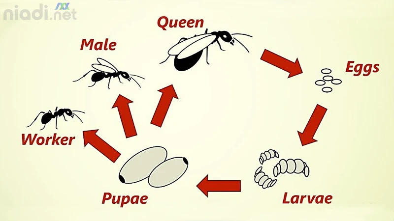 metamorfosis semut gambar