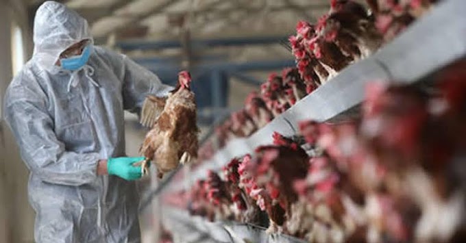 FG Confirms Bird Flu Outbreaks In Kano