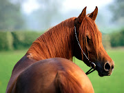 Horse Wallpapers 03 (free wallpaper of horse)