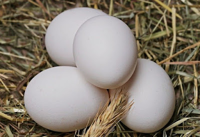 usaha ayam kampung intensif