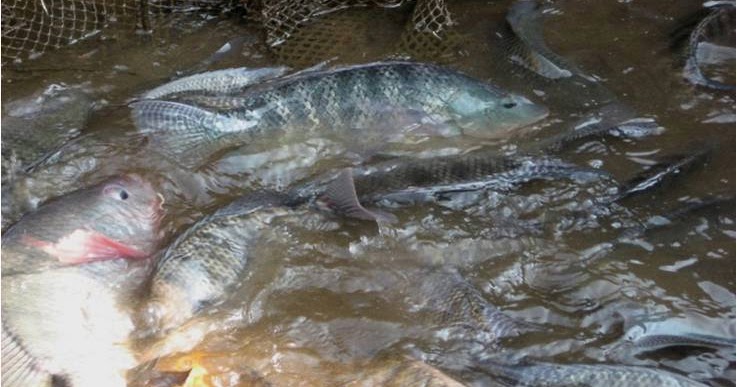 Teknis Cara Budidaya Ikan Nila di Kolam Tanah Rumah Petani