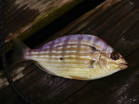 Bayou Lady: A Prickly Pinfish!
