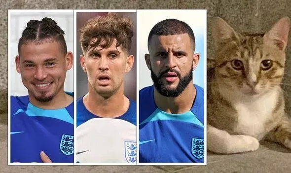 England World Cup footballers befriend a couple of stray cats