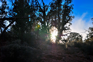 Sunset through trees