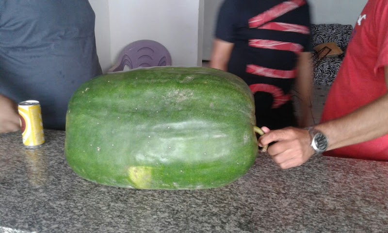 Veja só o tamanho do PEPINO em Poção de Pedras!