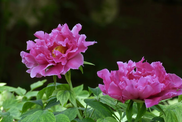 Paeonia flower photograph and introduction