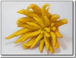 http://tipspetani.blogspot.com/2014/12/tumbuhan-aneh-yang-ada-di-dunia.html