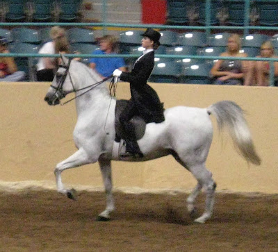 saddle seat horses