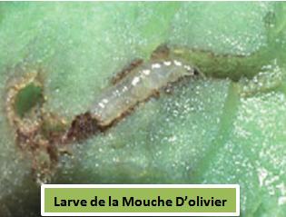 larve de la mouche d'olivier