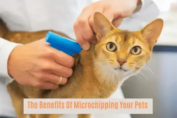 The Benefits Of Microchipping Your Pets