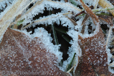 frost leaves