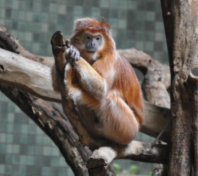 Inspirasi Spesial Langur De Java, Gunung Bromo