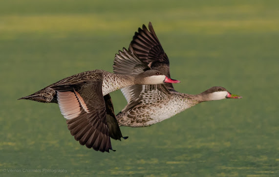 Red-billed teal ducks in flight, Intaka Island