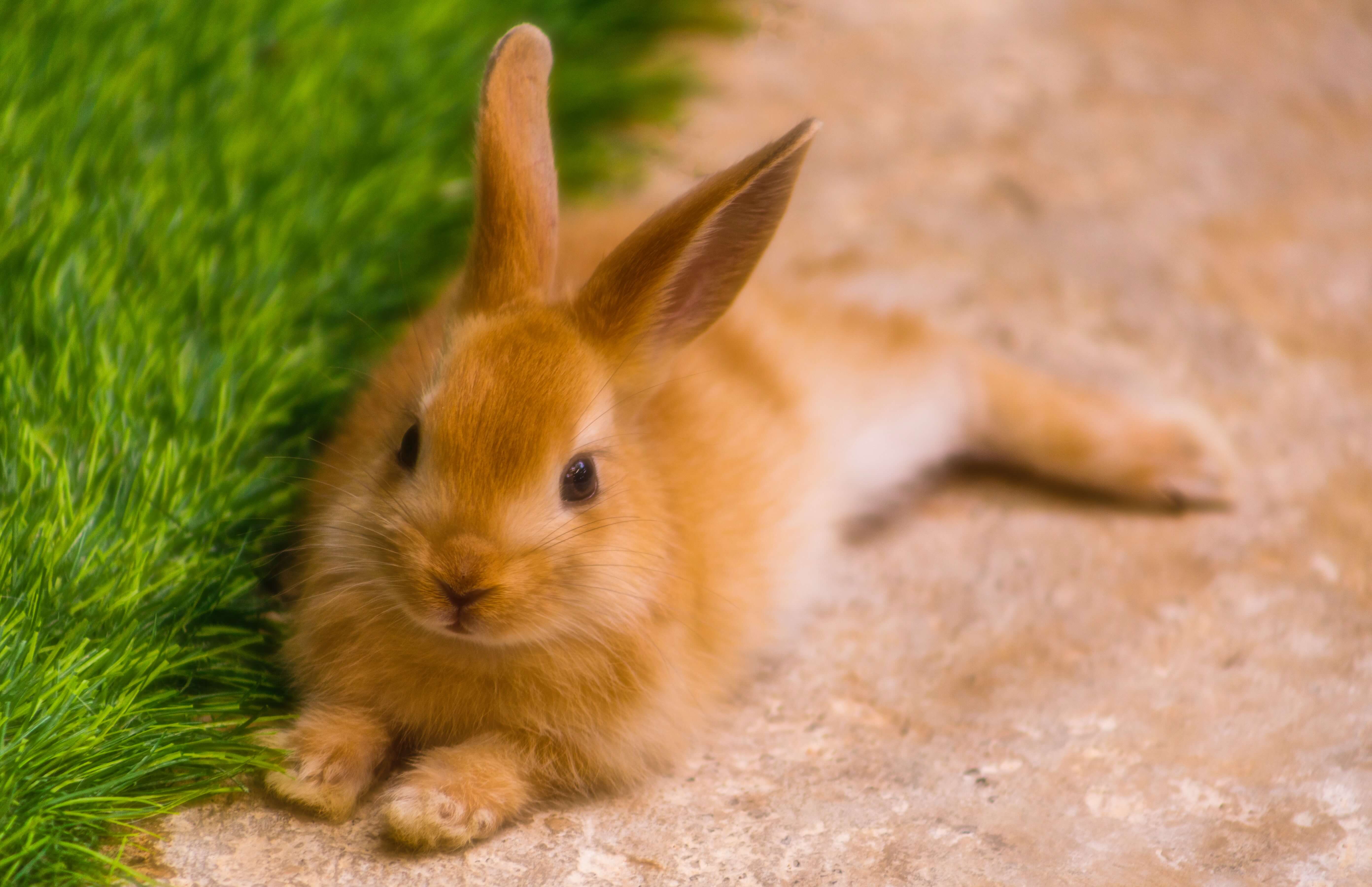 5 Proven Strategies to Keep Your Rabbit Healthy and Happy for Many