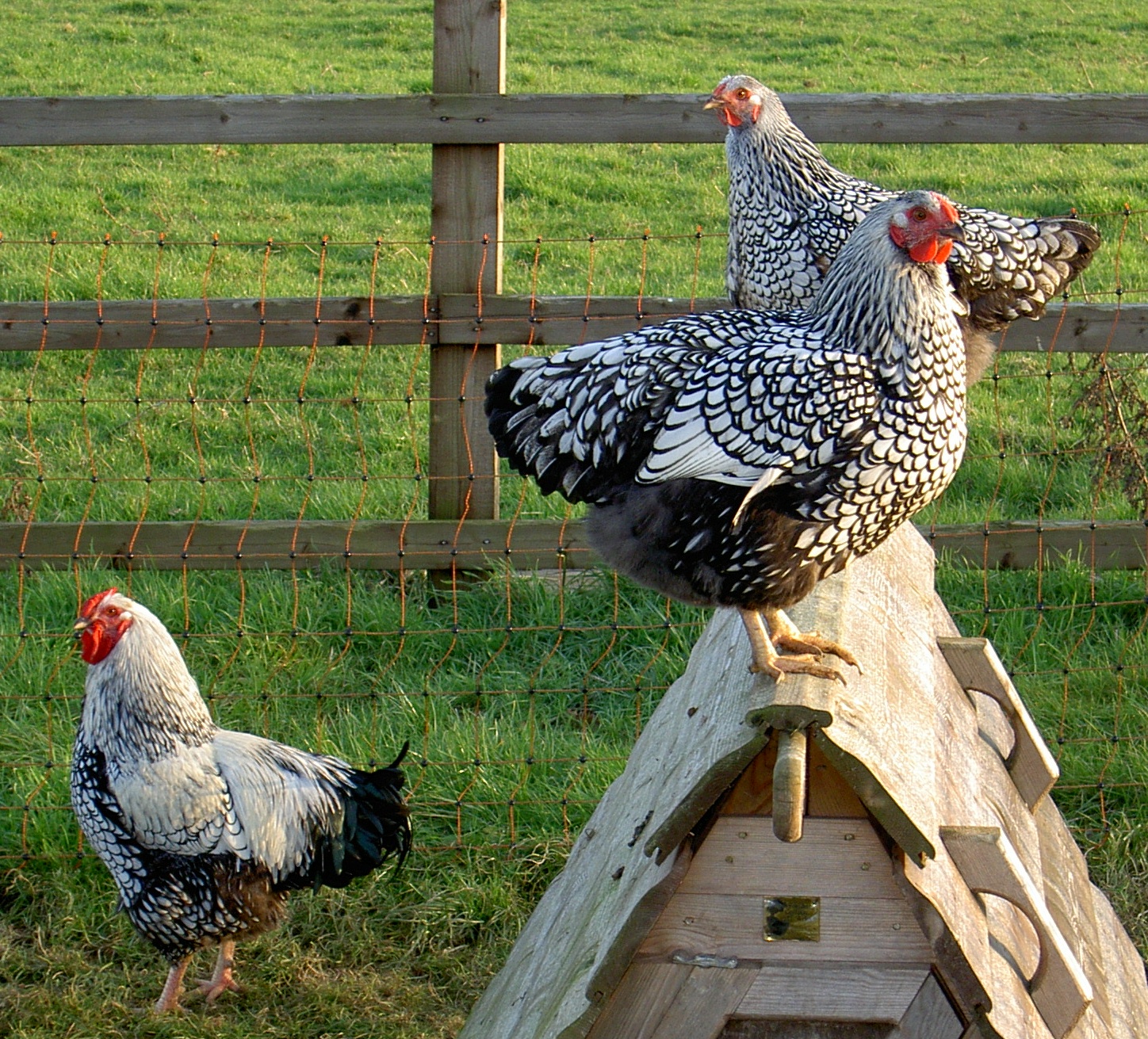 Lester's Flat: Silver Laced Wyandottes (AKA chickens) coming soon
