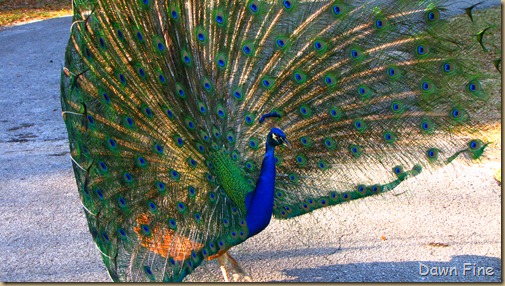 Peacocks @Magnolia Park, Apopka Florida_115