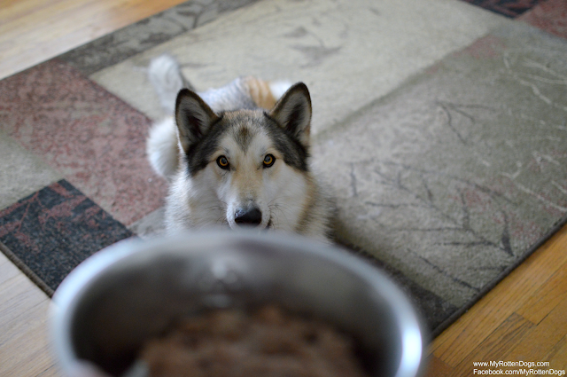 wolfdog raw diet