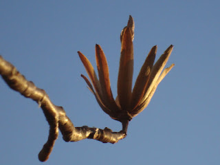 Flower Bud in the Spring, photo (c) 2012 by Maja Trochimczyk