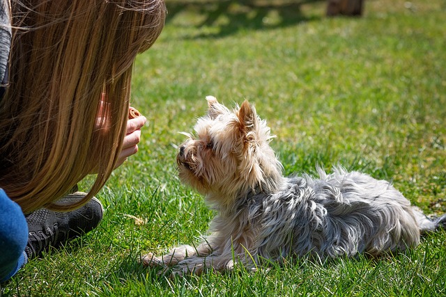 Treinamento de Cachorro: Dicas Práticas Para Ensinar Comandos Básicos