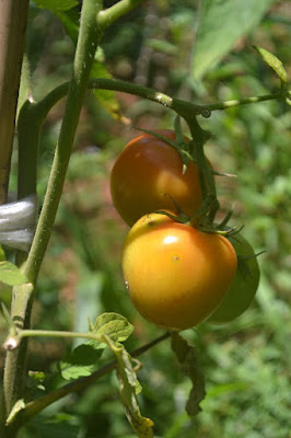 Tomaten fast erntereif