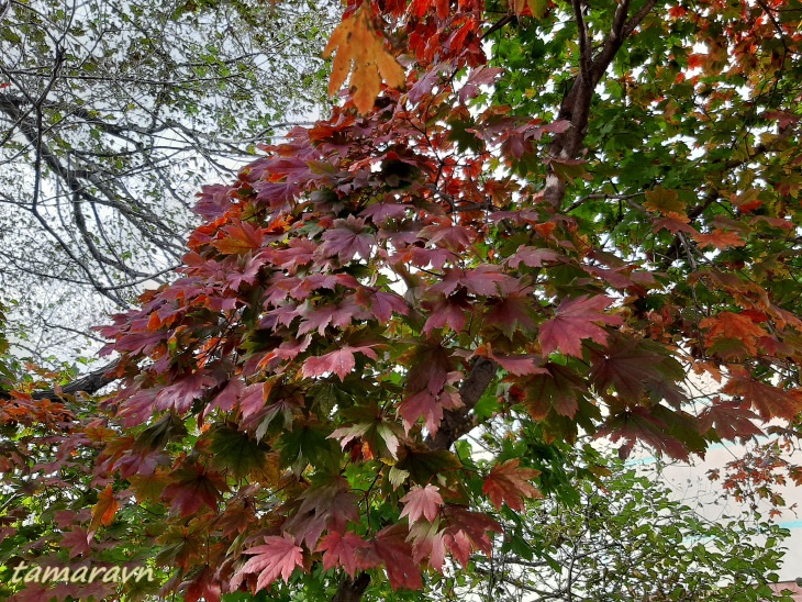 Клён ложнозибольдов (Acer pseudosieboldianum)