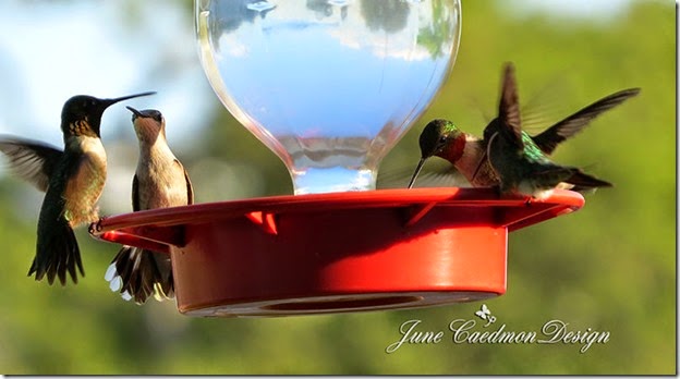 Ruby-throated_Hummingbird3