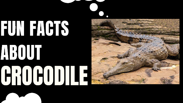 Fun facts about crocodile
