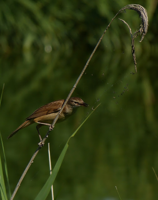 Carricero tordal ( Acrocephalus arundinaceus )