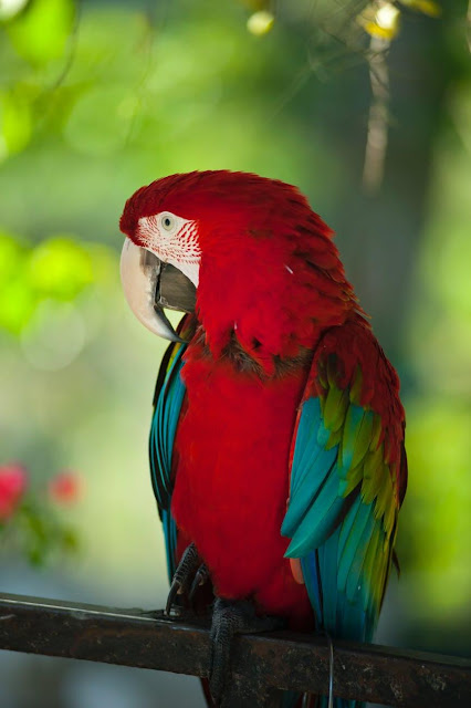 Colorful Parrots Images Gallery Wallpapers 4K Free Download