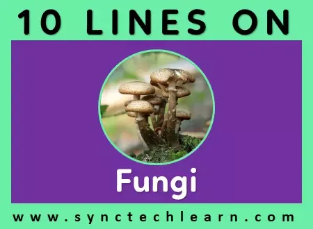 10 lines on Fungi in English 10 lines on Fungi in English