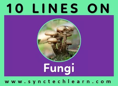 10 lines on Fungi in English